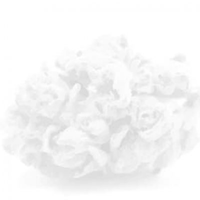 strains.2ff4d61a4a9ab0080027
